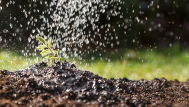 Why Your Lawn Needs Aeration And Seeding Every Year