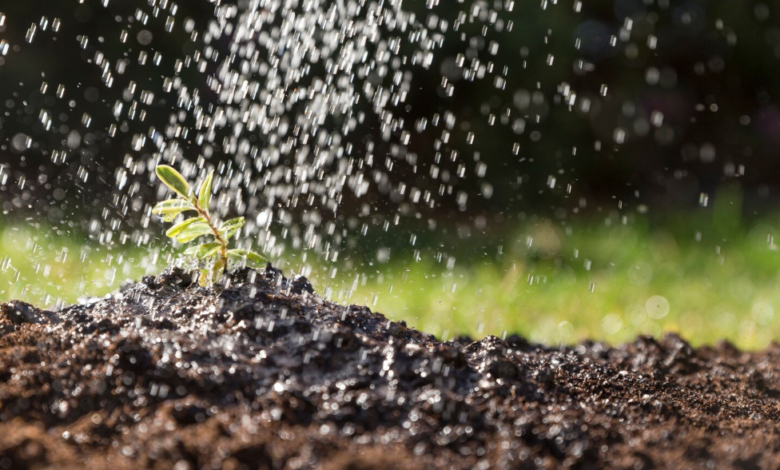 Why Your Lawn Needs Aeration And Seeding Every Year