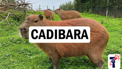 Cadibara