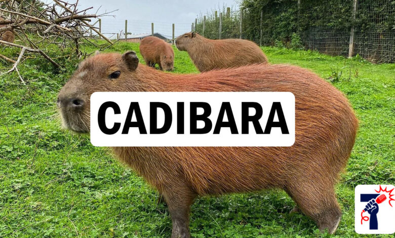 Cadibara