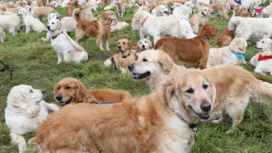 Golden Retriever