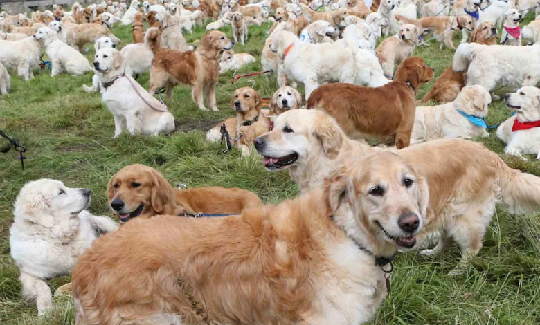 Golden Retriever