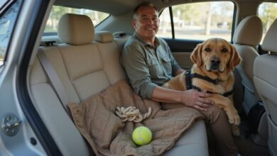Alternatives for Pet Owners When Flying Isn’t an Option